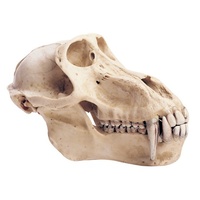Skull of Baboon