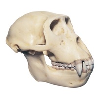 Skull of Rhesus Ape