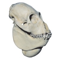 Anatomical  Models about Skull of Howling Monkey