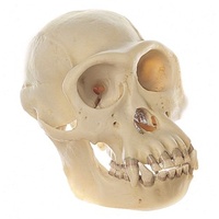 Skull of Chimpanzee