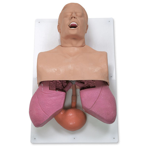 Adult Airway Management Trainer with Board