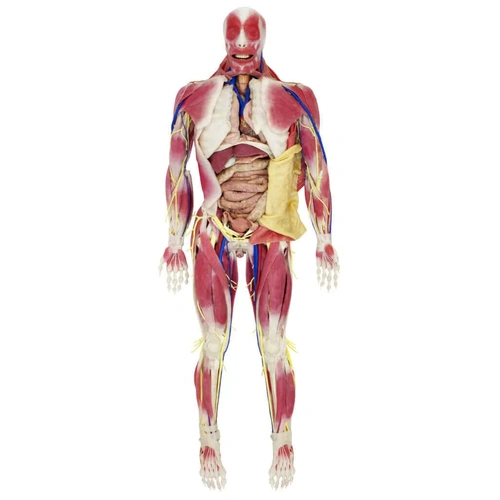 SynDaver Synthetic Human SynTissue G2 Anatomy Model Female