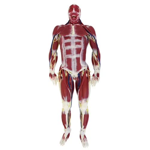 SynDaver Synthetic Human Silicone G3 Anatomy Model Female