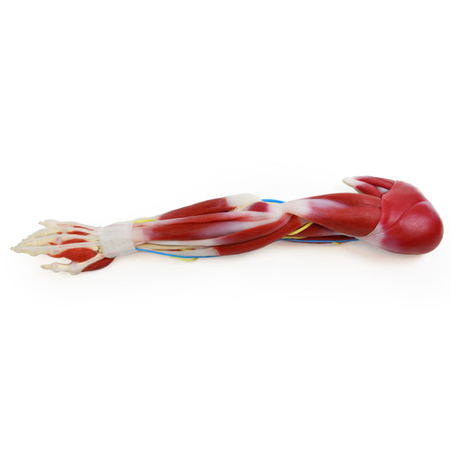 SynDaver Synthetic Human Silicone G3 Anatomy Arm