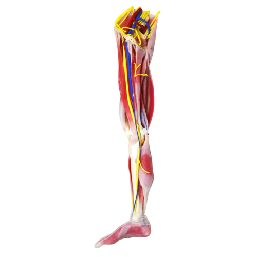 Synthetic Cadaver- Anatomy Leg