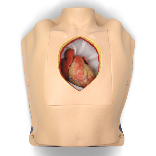 Beating Heart in Thorax