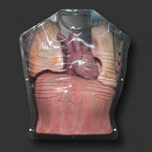 Clear Thorax with Movable Ribs, Arms Up