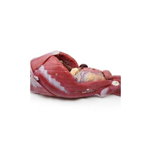 Canine Abdominal Surgical Trainer