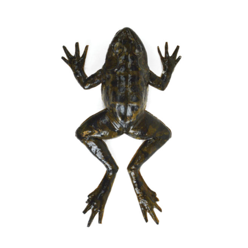 SynFrog Dissection Model