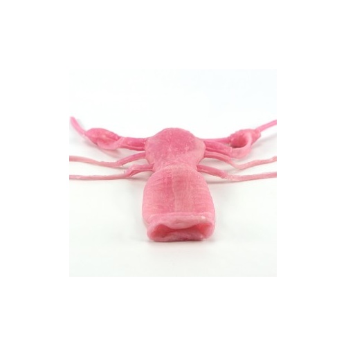 Uterus