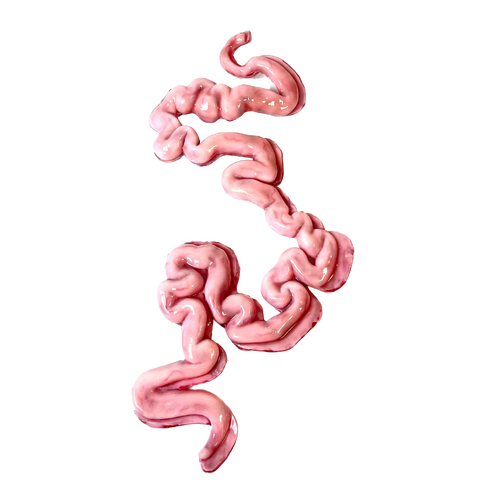 SynDaver Silicone Small Intestine