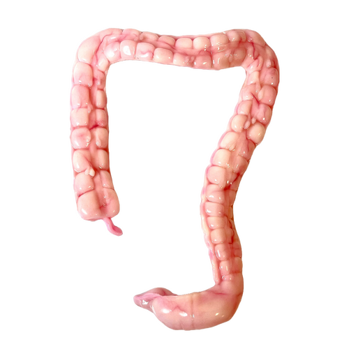 SynDaver Silicone Large Intestine