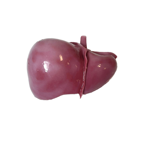 SynDaver Silicone Liver