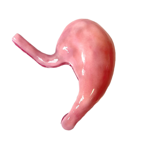 SynDaver Silicone Stomach