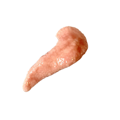 SynDaver Silicone Pancreas Standard