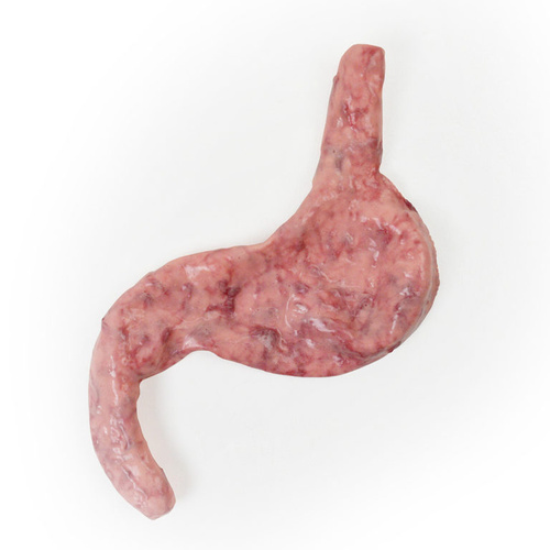 SynDaver SynTissue Stomach No Esophagus