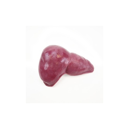 Liver