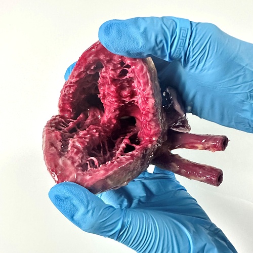 SynDaver Standard Heart Silicone Cut Reference
