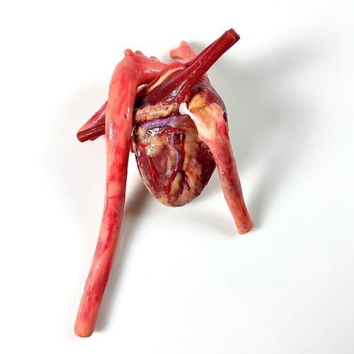 SynDaver Deluxe Heart Silicone External Reference