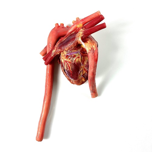 SynDaver Deluxe Heart Silicone Cut Reference