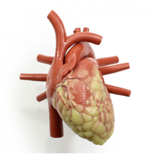 Larger Adult Heart Model
