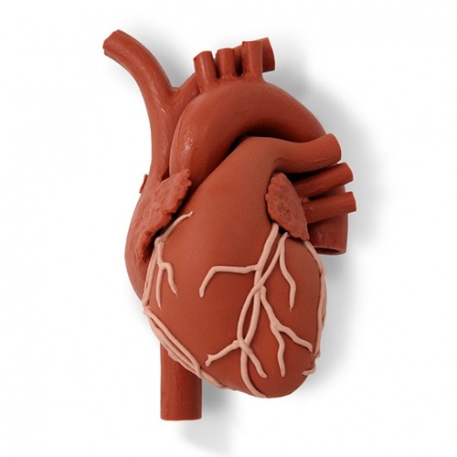 Fluoroscopic Heart Model