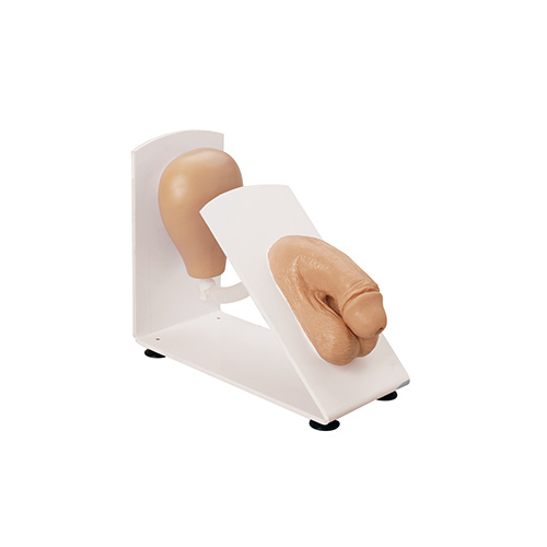 Male Catheterization Trainer