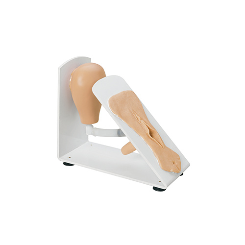 Female Catheterization Trainer