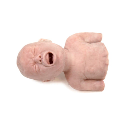 Newborn Airway Trainer