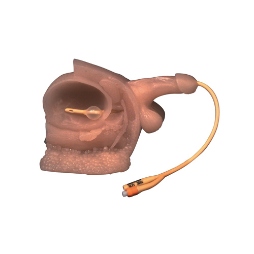 Male Catheter Model