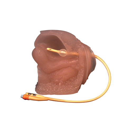 Female Catheter Model