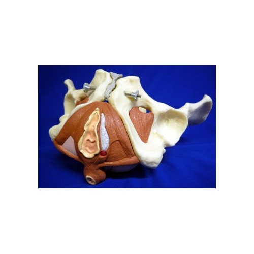 Anatomical Model- Female Pelvis and Pelvic Floor, 5 part