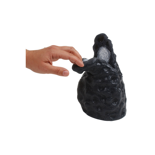 Smoked Lung Model