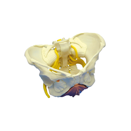 Anatomical Female Pelvis with Ligaments and Nerves and Floor Muscles model