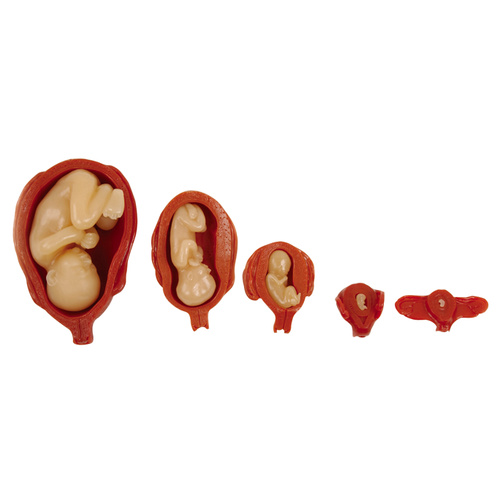 Uterus/Foetus Model Set
