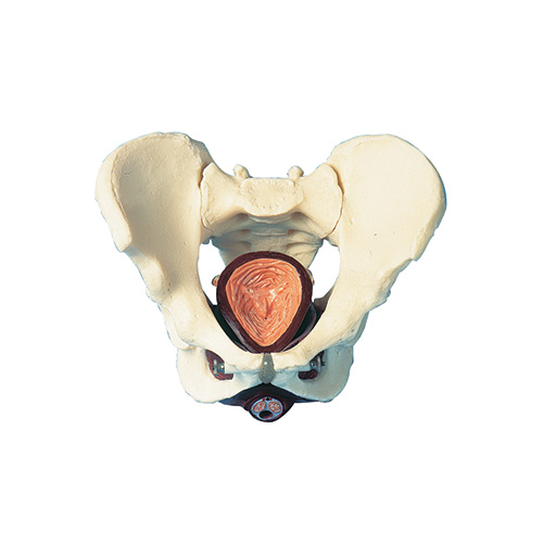 Anatomical Male Pelvis with Pelvic Floor model