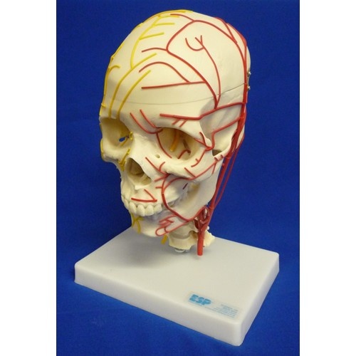 Neuro-Vascular Skull Model