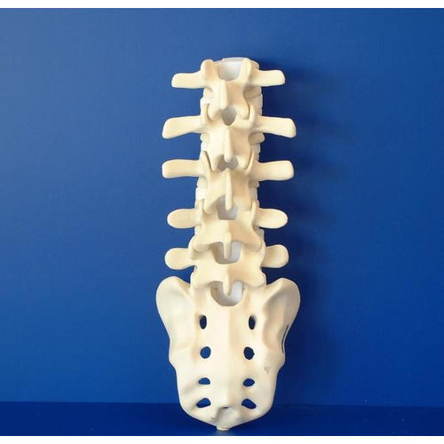 Lumbar Spine No pathology