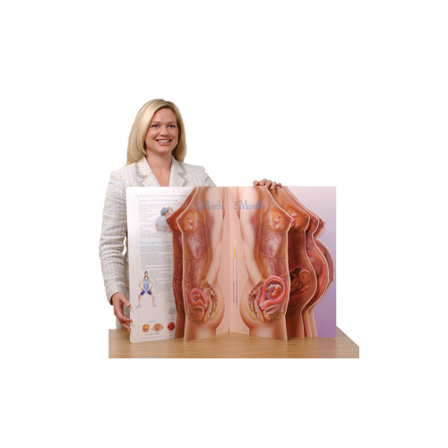 With Child Life-size Display
