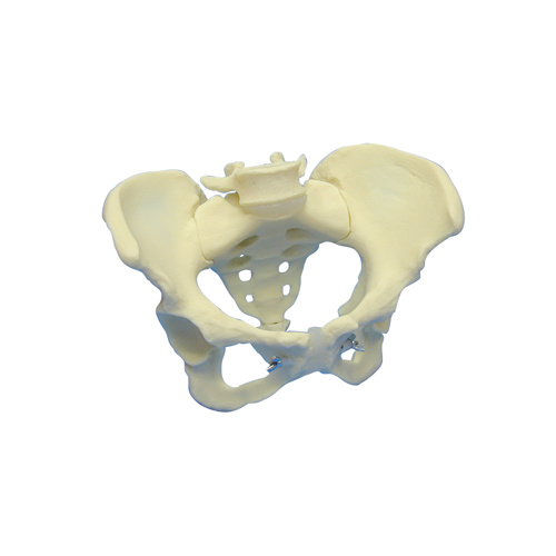 Anatomical Articulated Female Pelvis Model