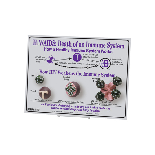HIV/AIDS: Death of an Immune System Easel Display