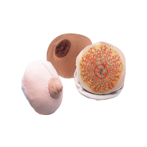 Cloth Breast Model