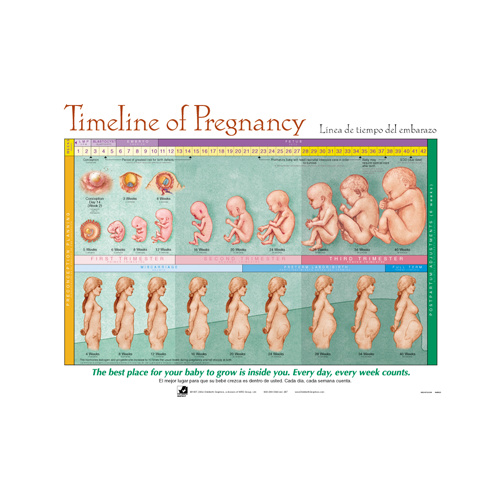 Timeline of Pregnancy Chart