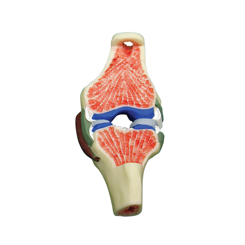 Anatomical Synovial Joint Model