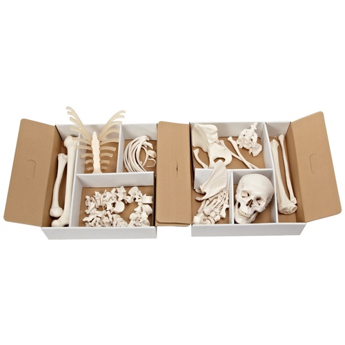 Anatomical Models for Disarticulated Half Skeleton