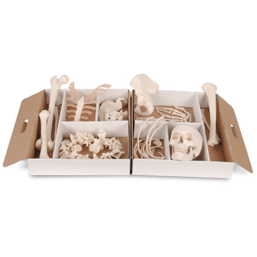 Anatomical Models of Disarticulated Half Skeleton