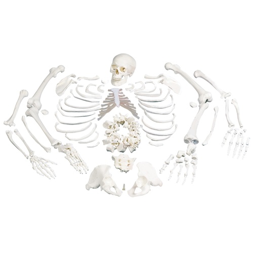 Anatomical Models of Disarticulated Full Human Skeleton