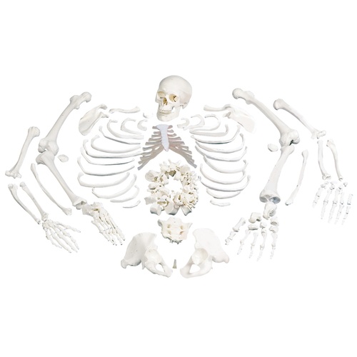 Anatomical Models of Disarticulated Full Human Skeleton