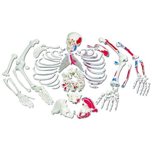 Anatomical Models of Disarticulated Painted Full Human Skeleton