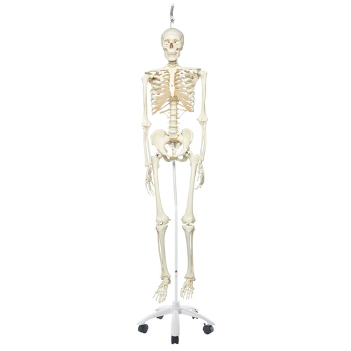 Anatomical Skeleton Stan,Hanging 5-feet Roller Brake